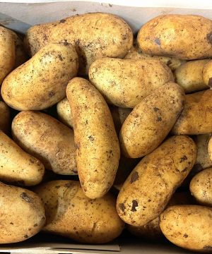 Alternative view of Kartoffeln Zypern Früh Kartoffeln 6 Kg